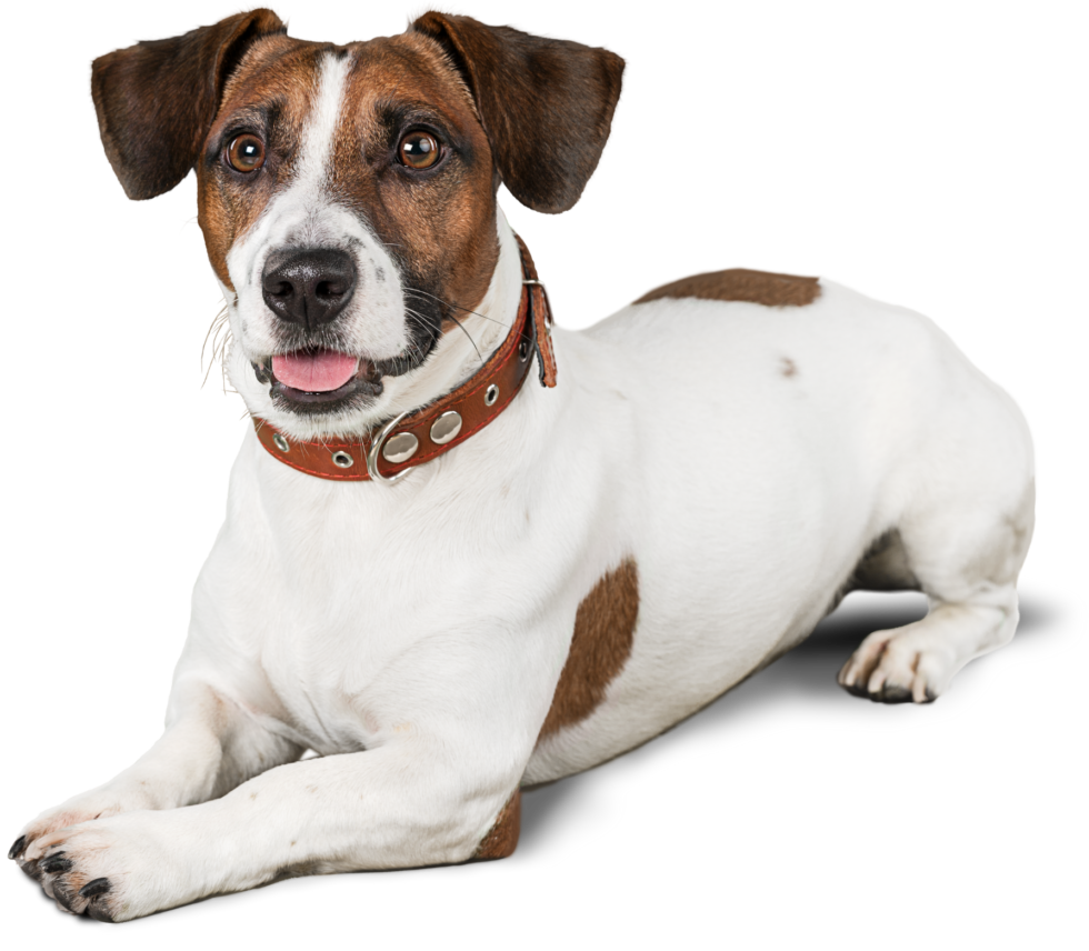 Coal City, IL 60416 Veterinarians Shirkey Vet Clinic