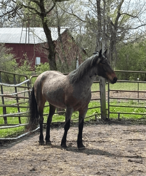 Cindi